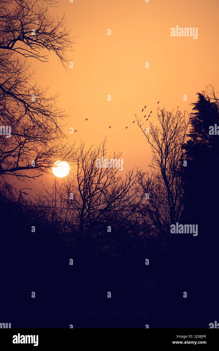 Silhouette di alberi al tramonto Foto Stock