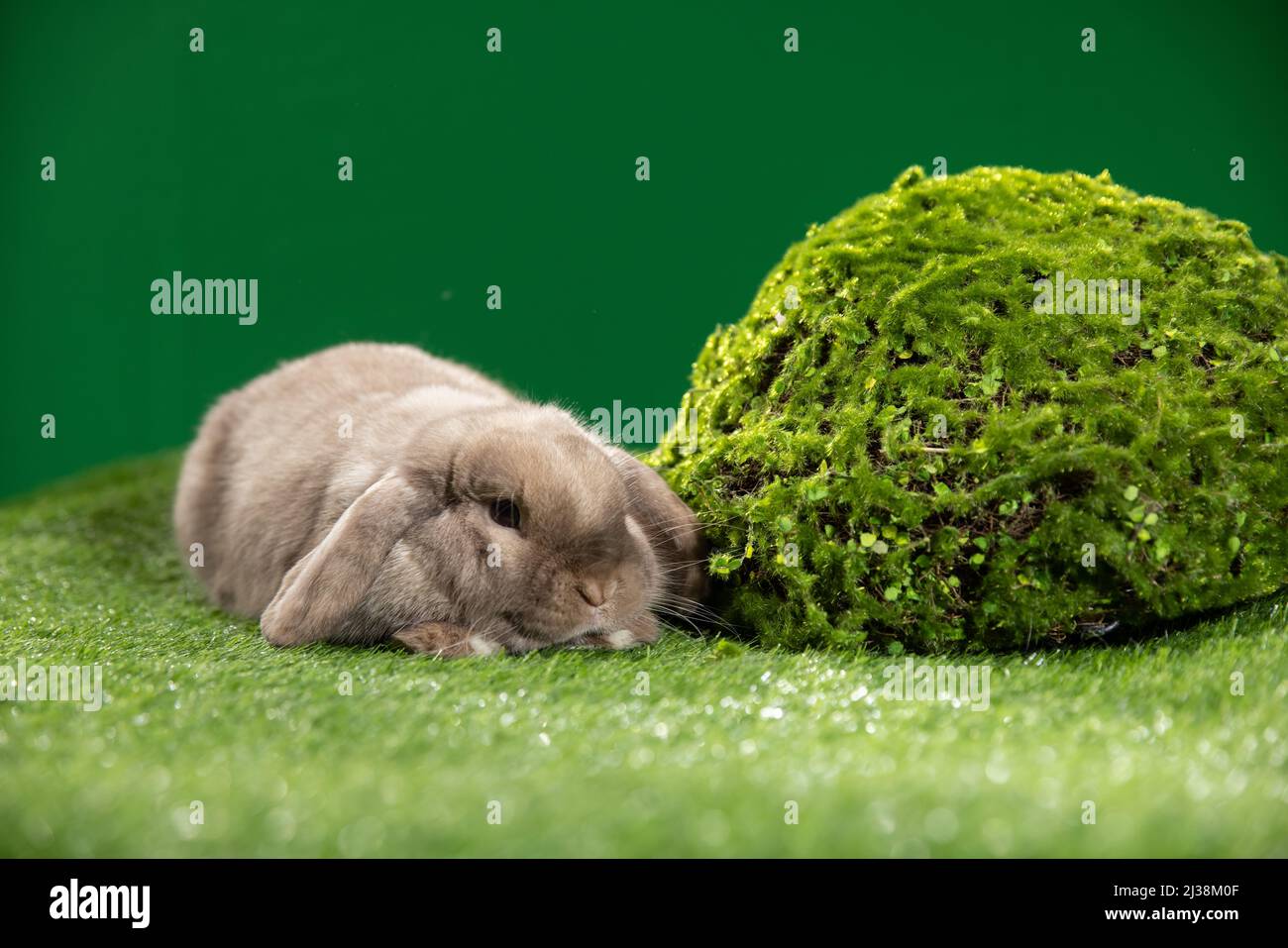 Adorabile coniglietto con decorazione pasquale Foto Stock