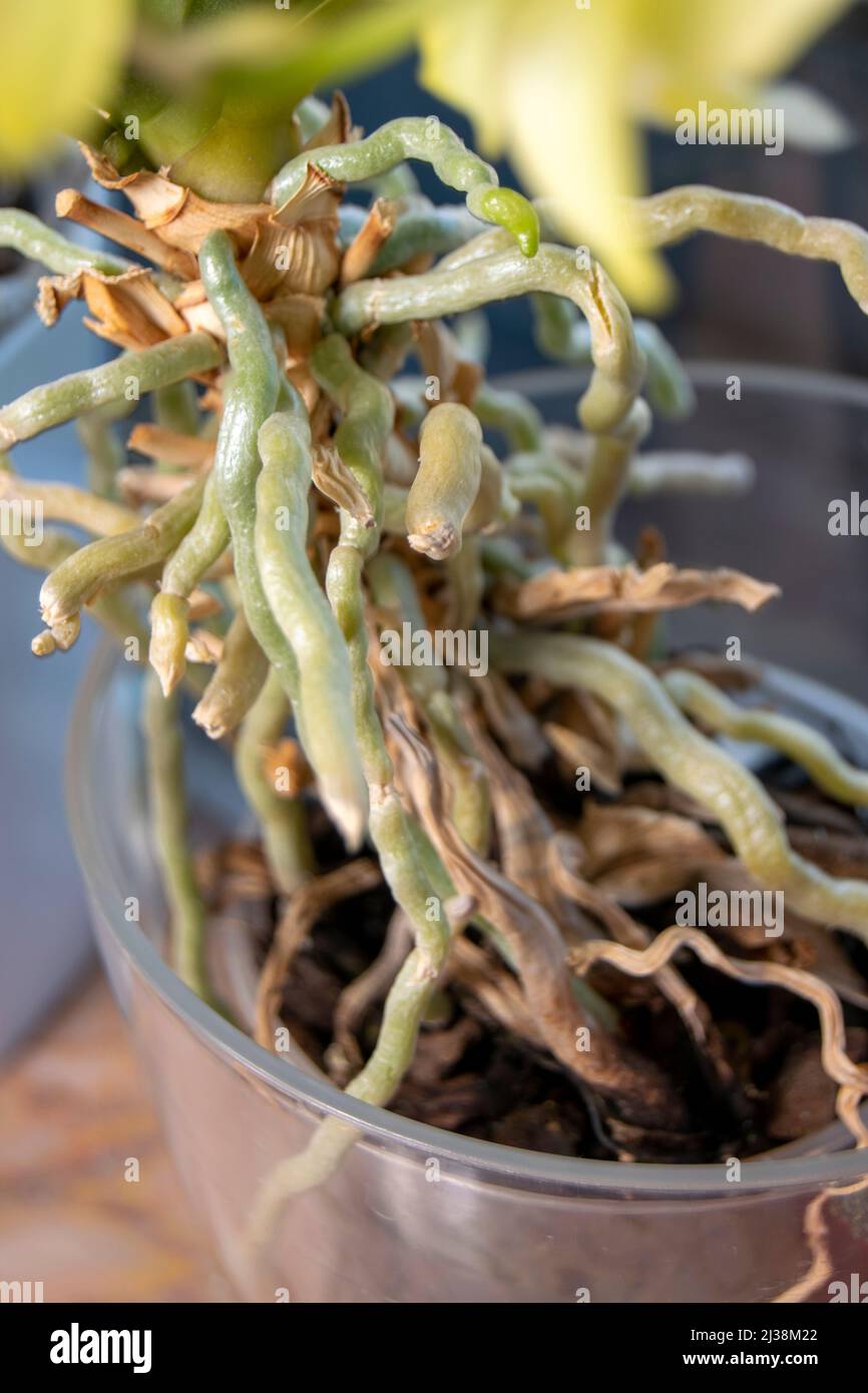 Orchidea radici aereali con 6 anni, orchidacee radici di piante. Coltivare orchidee a casa, giardinaggio hobby prendersi cura di orchidee. Foto Stock