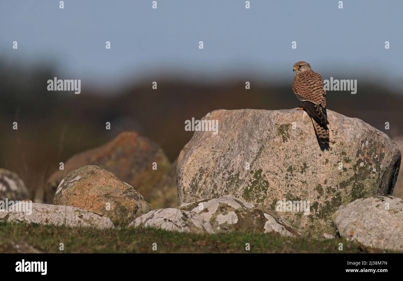 Kestrel appoggiato su masso di granito Foto Stock Kestrel appoggiato su masso di granito Foto Stock