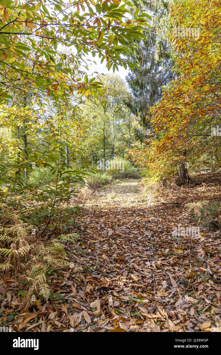 Una pista forestale attraverso castagni dolci in autunno vicino alla Foresta di Dean villaggio di Brierley, Gloucestershire, Inghilterra Regno Unito Foto Stock