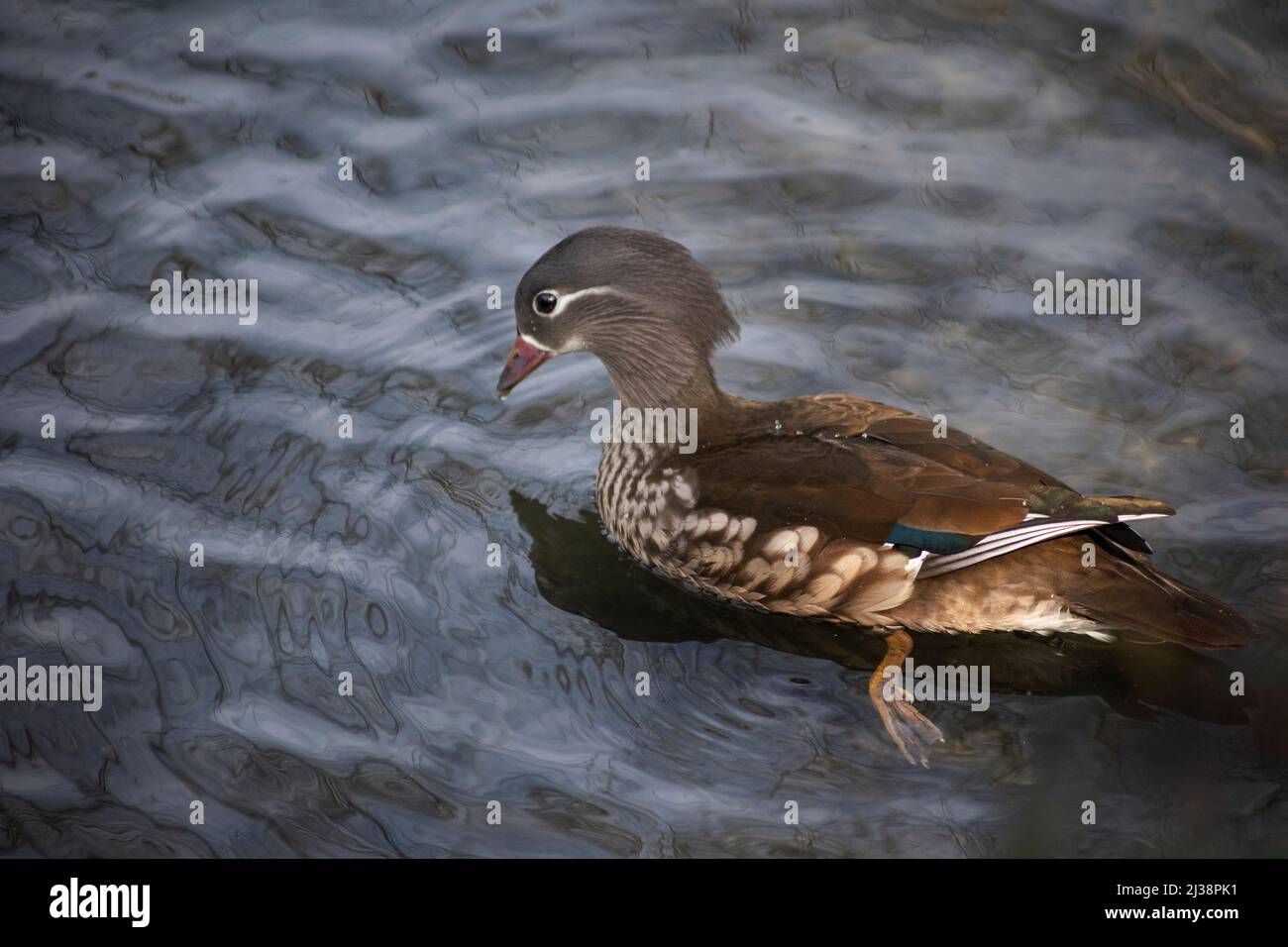 Anatra mandarino femmina in acqua, Arundel, West Sussex, Regno Unito Foto Stock