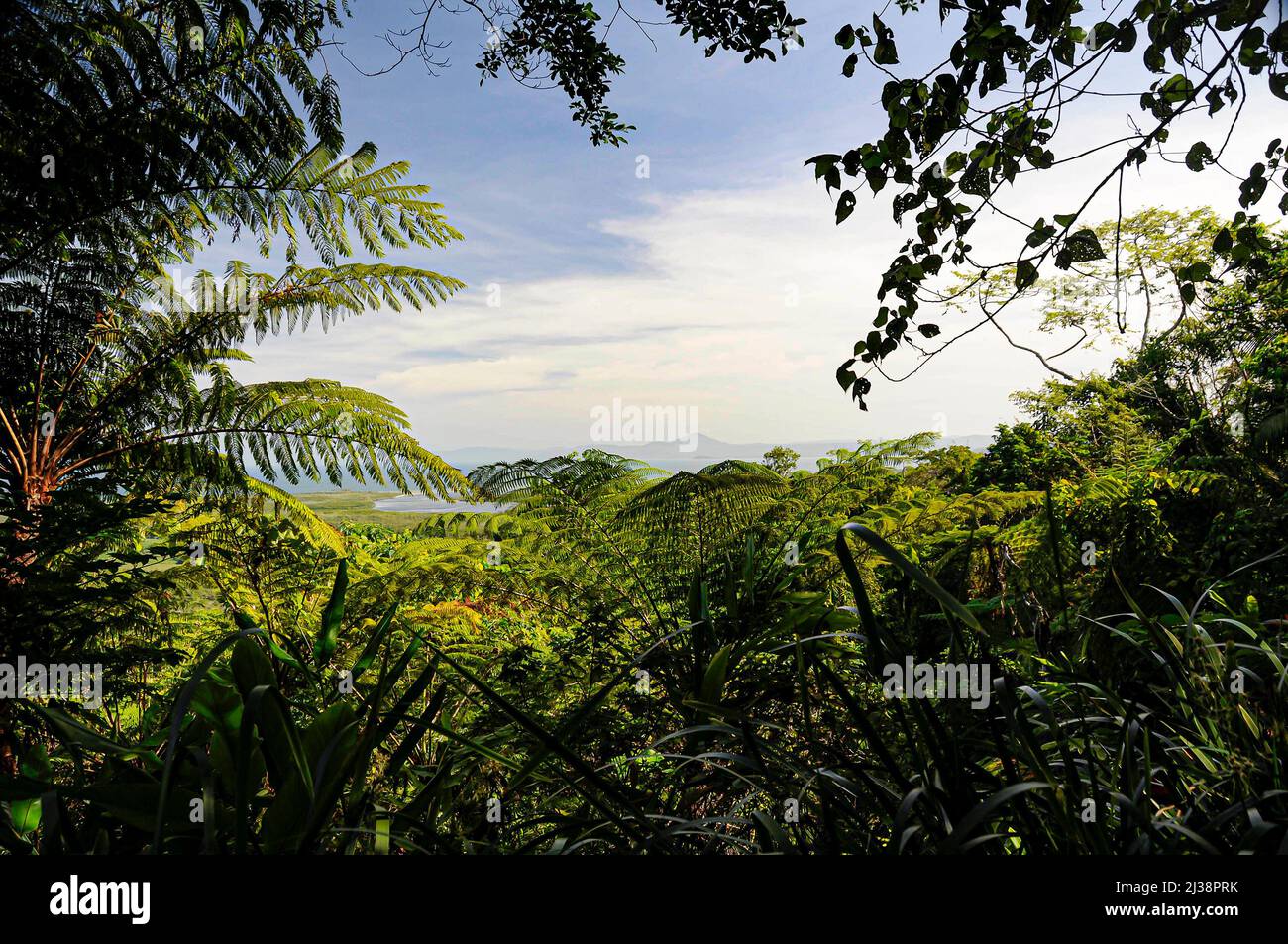 Vista dalla strada costiera della lussureggiante vegetazione della foresta pluviale di Daintree, costa nord-est del Queensland, australia Foto Stock