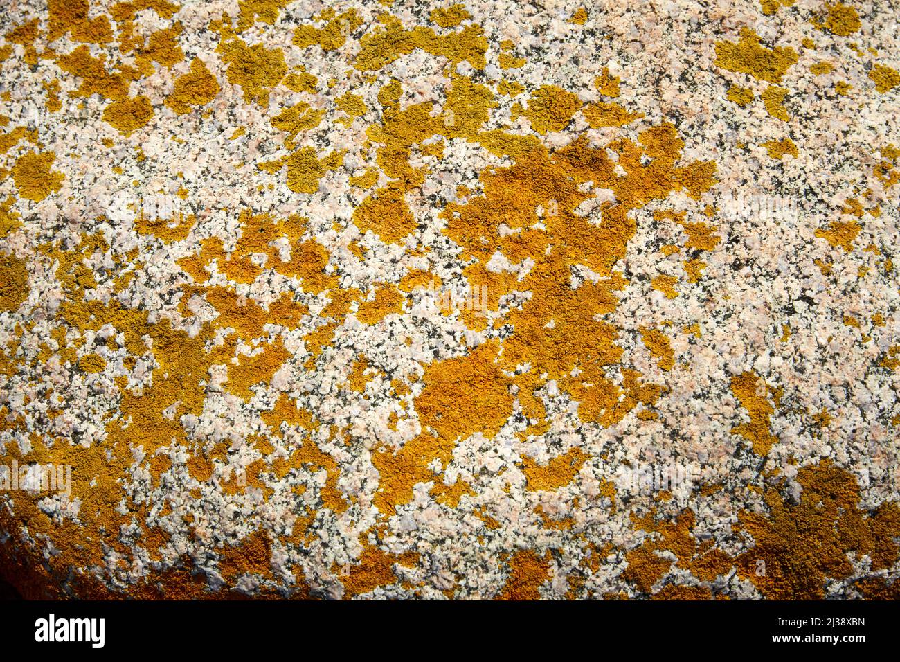 Roccia coperta di Lichen Foto Stock