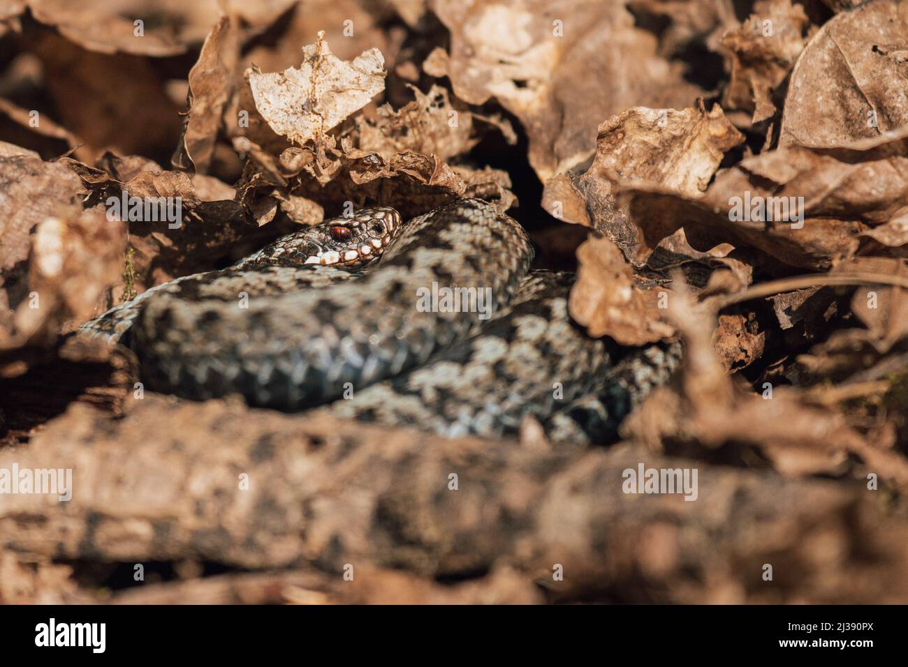 Un viper sta prendendo il sole sul pavimento della foresta Foto Stock