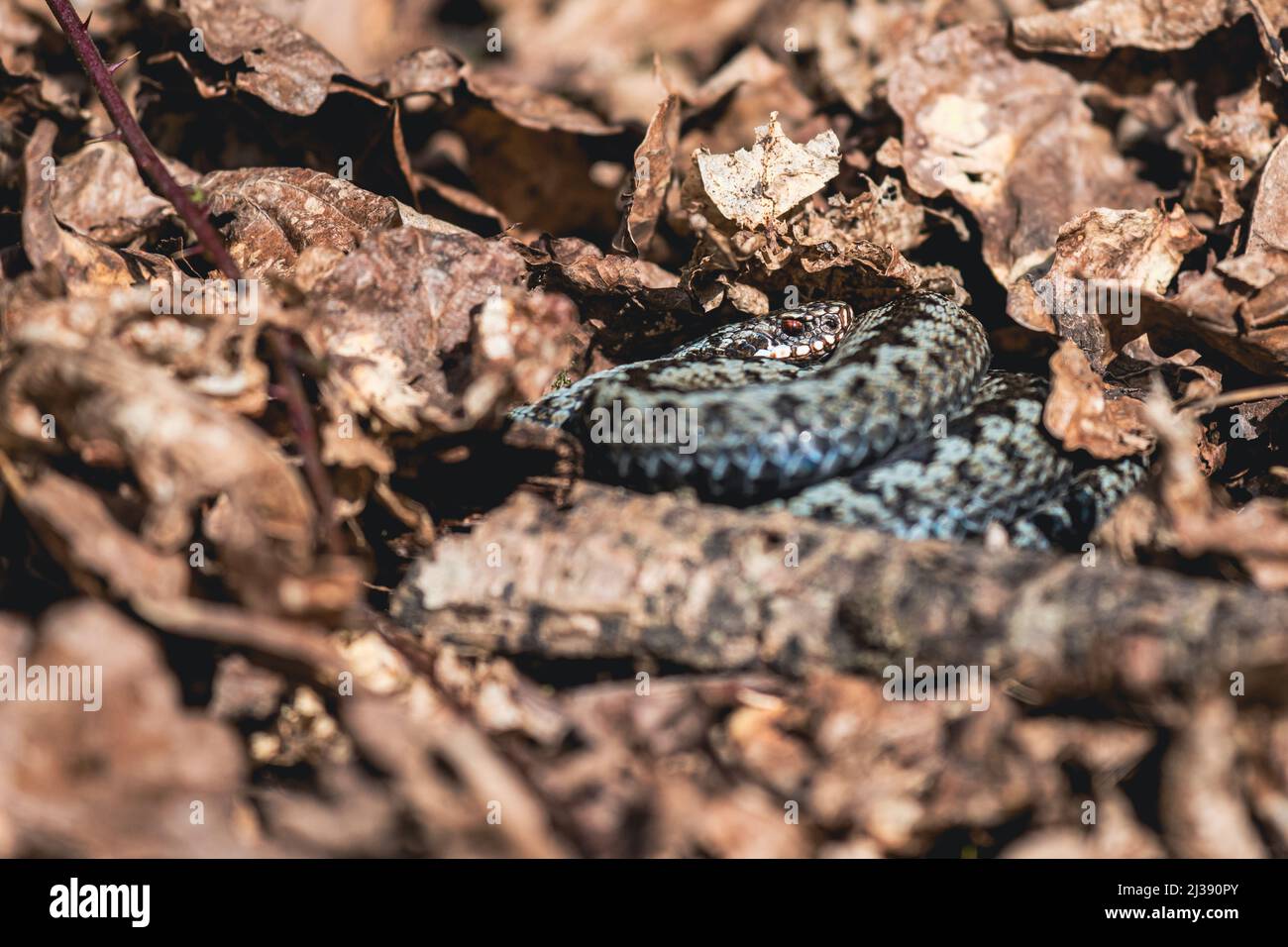 Un viper sta prendendo il sole sul pavimento della foresta Foto Stock