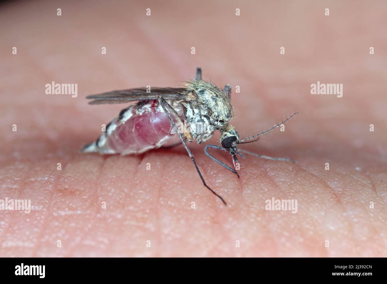 Malaria pericolosa infetta zanzara pelle Bite. Leishmaniosi, encefalite, febbre gialla, Dengue, malattia della malaria, Virus infettivo Mayaro o Zika. Foto Stock