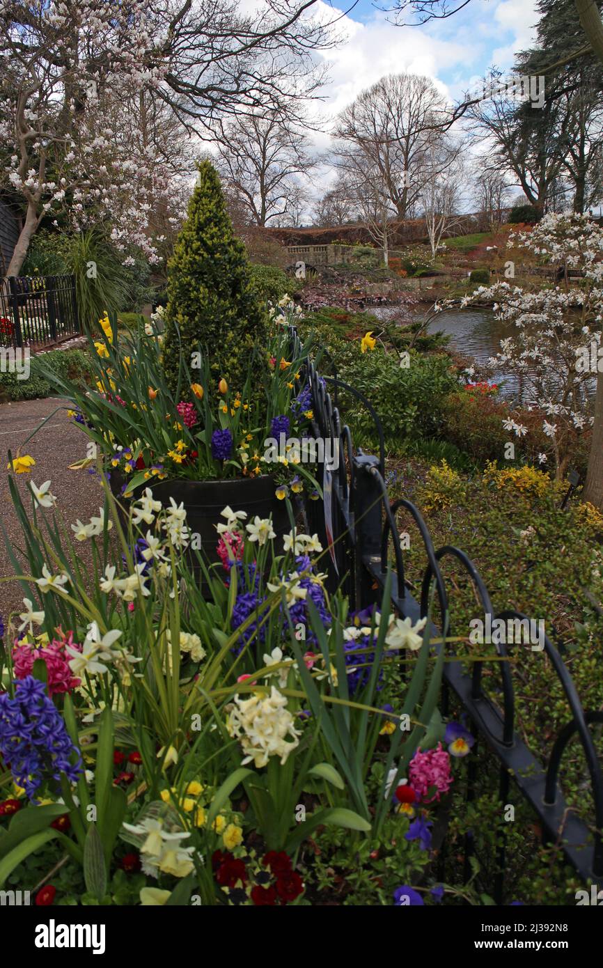 Il Dingle in primavera, Shrewsbury Foto Stock