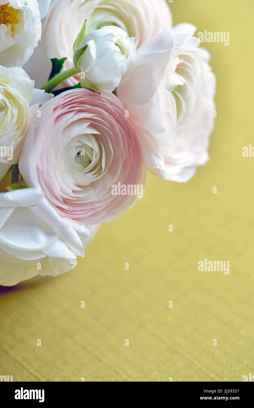 Primo piano di fiori ranunculus primaverile bianchi e rosa in vaso su sfondo giallo. Bel bouquet da tavolo. Foto Stock Primo piano di fiori ranunculus primaverile bianchi e rosa in vaso su sfondo giallo. Bel bouquet da tavolo. Foto Stock