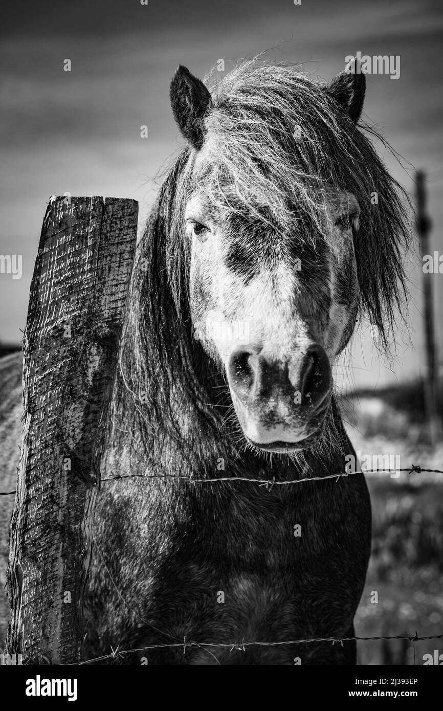 Connemara Pony vicino Ballyconneely, Connemara, County Galway, Irlanda. Foto Stock