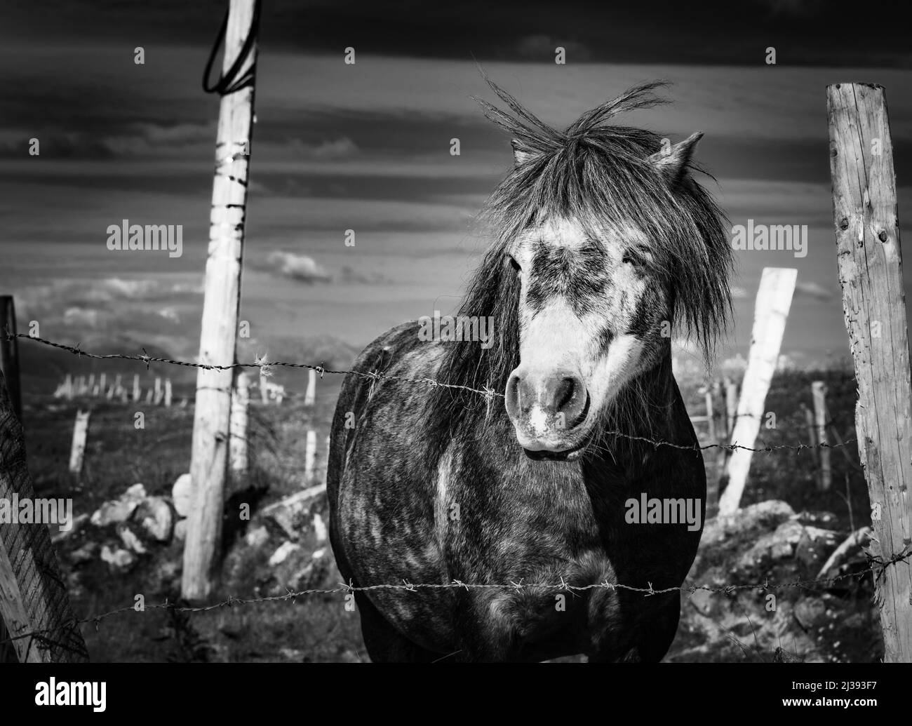 Connemara Pony vicino a Ballyconneely, Connemara, County Galway, Irlanda. Il Connemara Pony (irlandese: Capaillín Chonamara) è una razza di pony originaria di I. Foto Stock