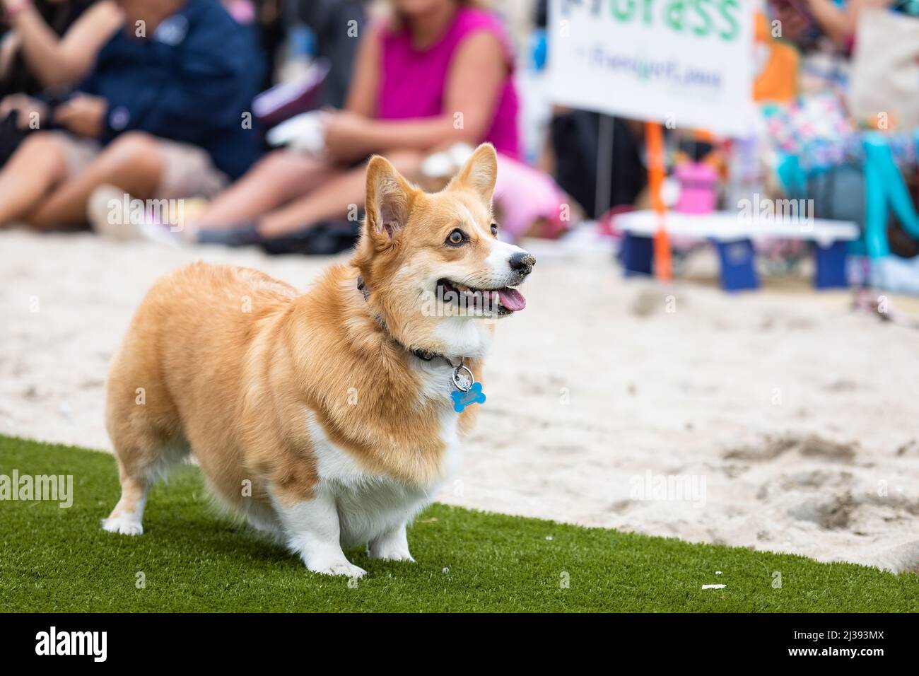 Un corgi partecipa a un concorso di fetch al Corgi Beach Day di Huntington Beach, California, USA Foto Stock