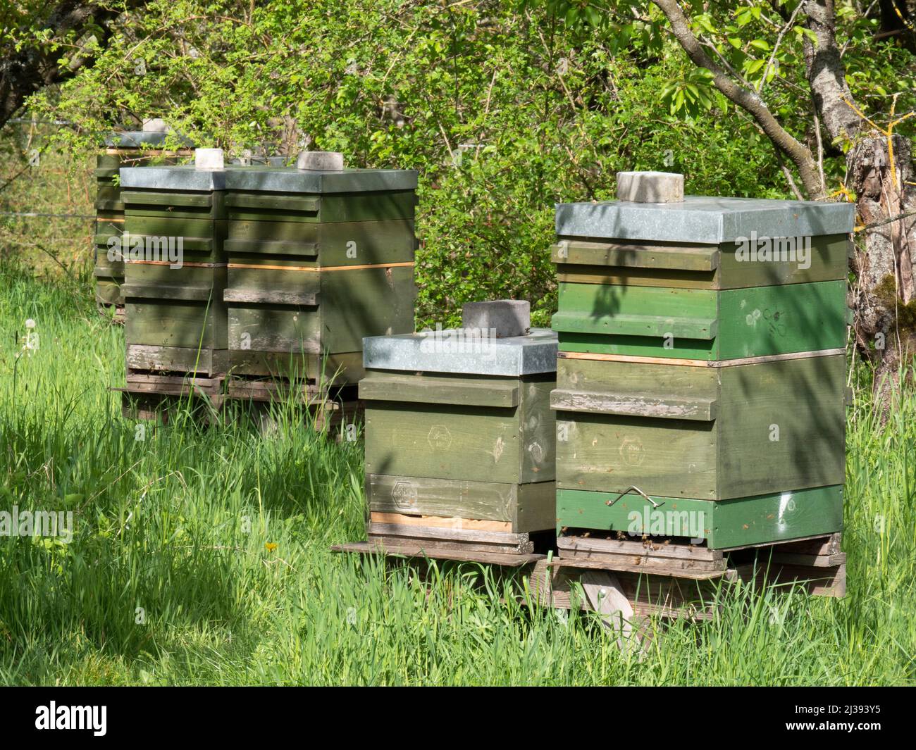 diverse alveari in una piantagione di ciliegi Foto Stock