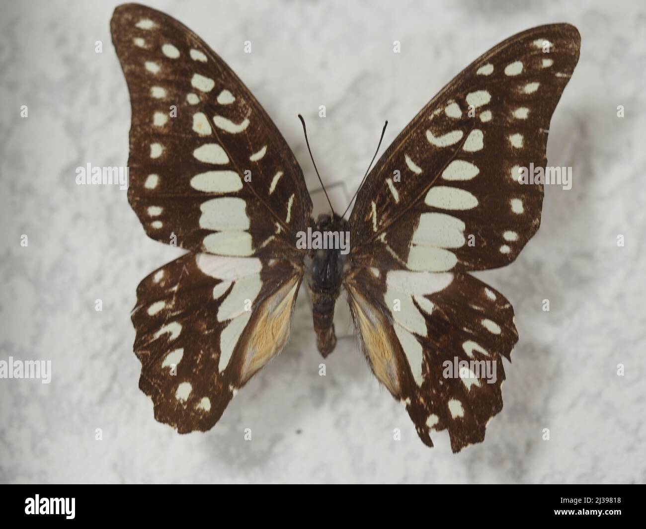 Butterfly. Ordine di insetti Lepidoptera. Primo piano, isolato. Foto Stock