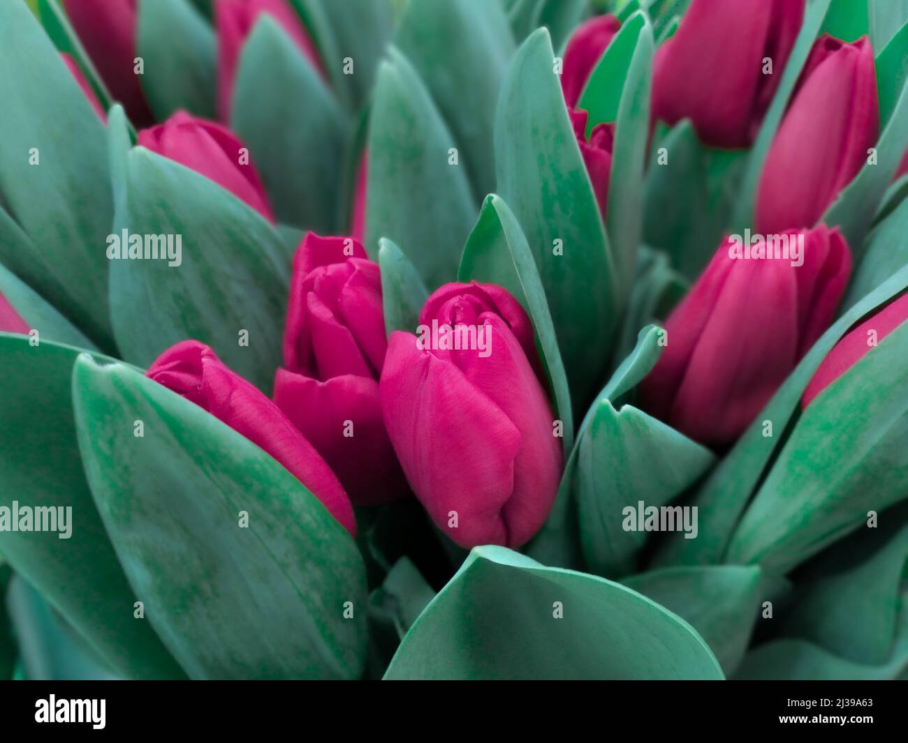 Primo piano di fresco rosa scuro, tulipani magenta fiori mazzo e foglie verdi alla bancarella del mercato prima della vacanza Foto Stock
