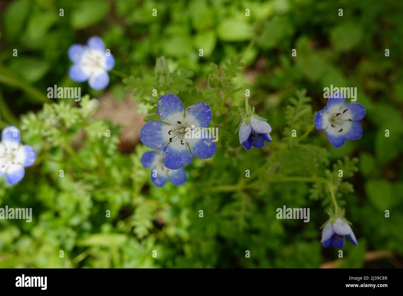 Baby occhi blu Nemophila menziesii in un giardino di fiori selvatici primavera California meridionale Foto Stock