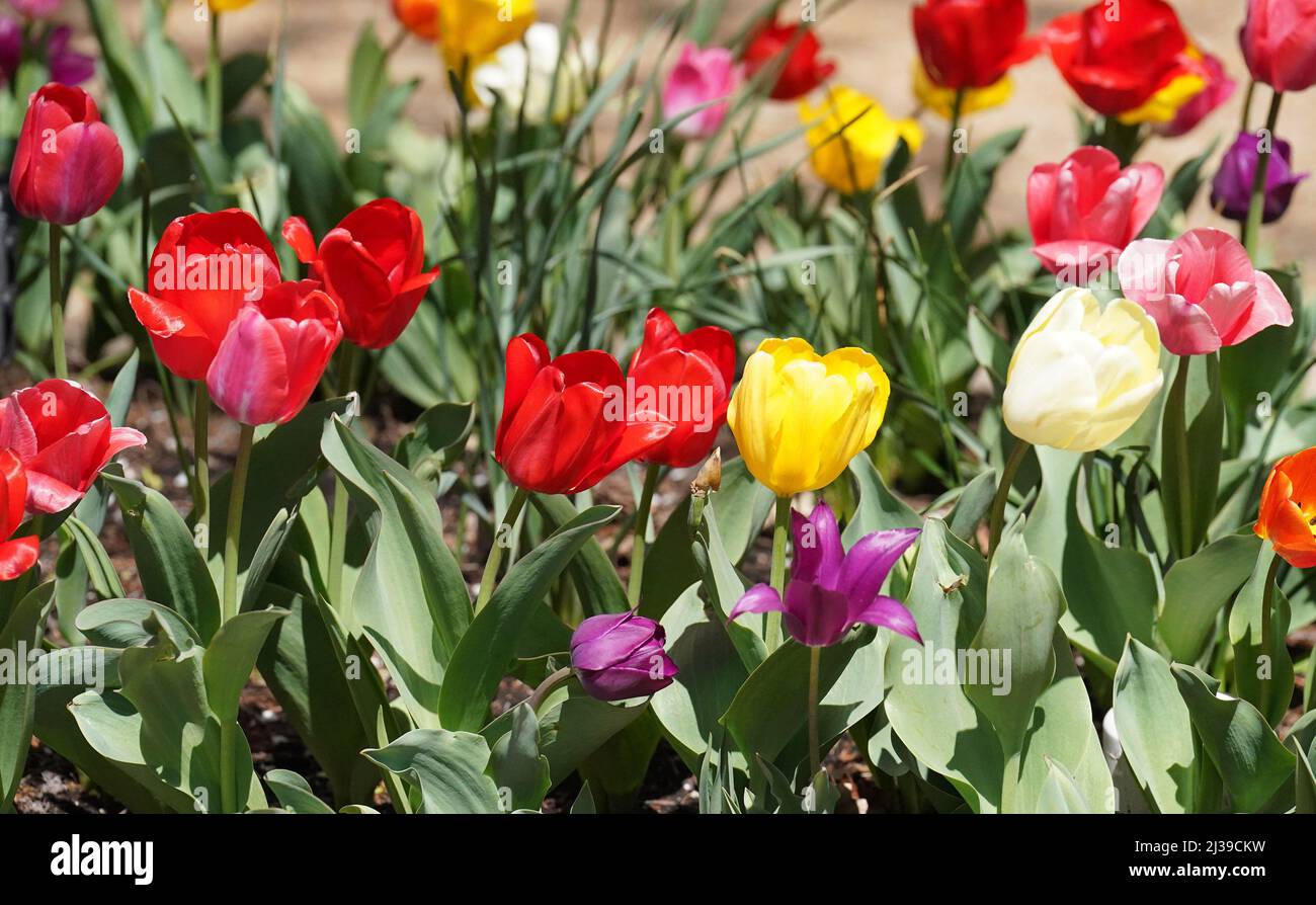 St. Louis, Stati Uniti. 06th Apr 2022. I tulipani colorati sono finalmente in fiore quando le temperature raggiungono gli anni '50 a St. Louis mercoledì 6 aprile 2022. Foto di Bill Greenblatt/UPI Credit: UPI/Alamy Live News Foto Stock