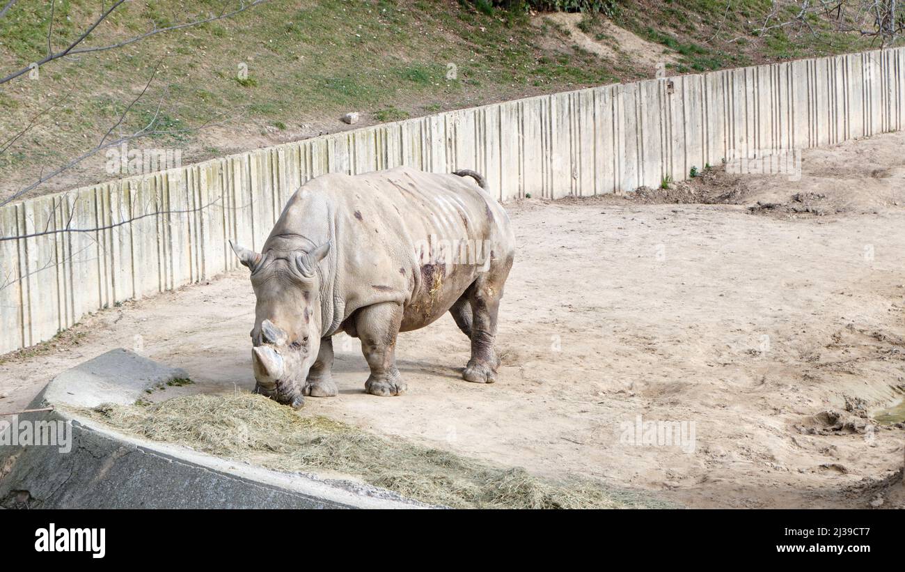 Rinoceronte bianco o rinoceronte quadrato (Ceratotherium simum) presso lo Zoo Aquarium di Madrid, Spagna. Foto Stock