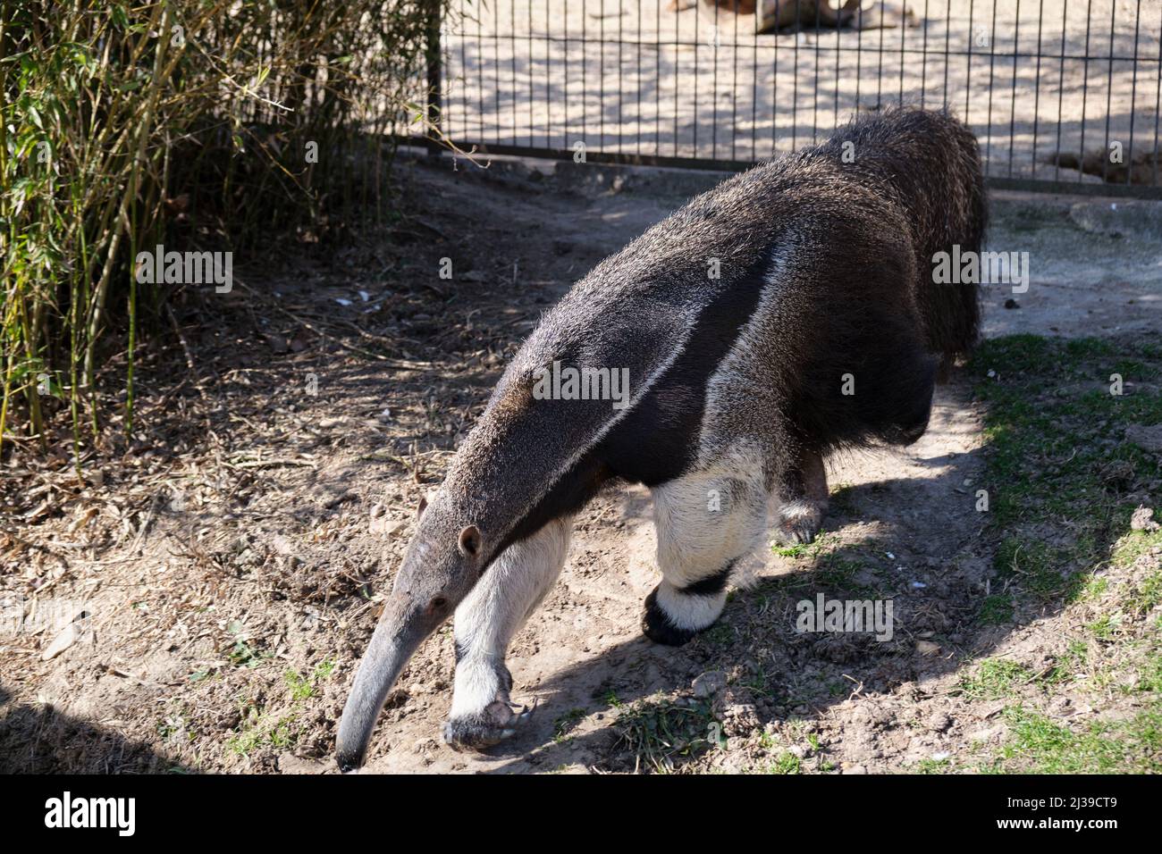 L'anteater gigante (Myrmechophaga tridactyla), noto anche come orso formico, un mammifero insettivoro originario dell'America Centrale e del Sud, presso lo Zoo Aquarium di Madrid. Foto Stock