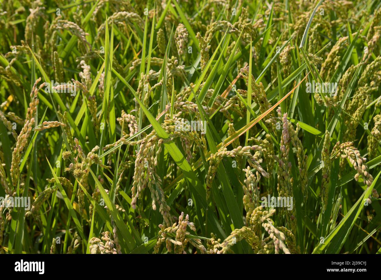 Dettaglio di alcune piante di riso nel campo inondato di acqua in attesa di essere raccolto alla fine dell'estate Foto Stock