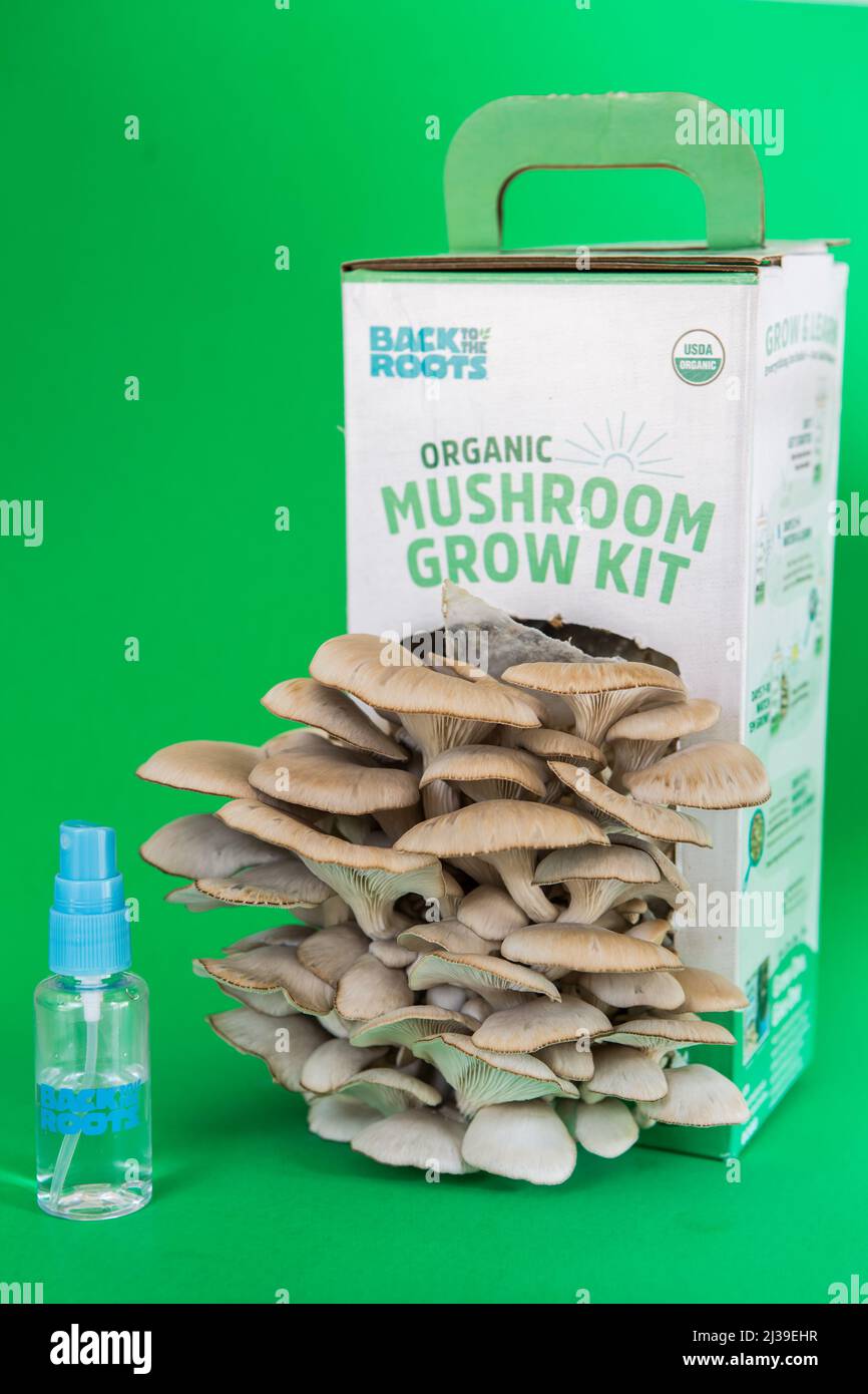 Scatola kit coltivazione funghi Oyster organici Foto Stock