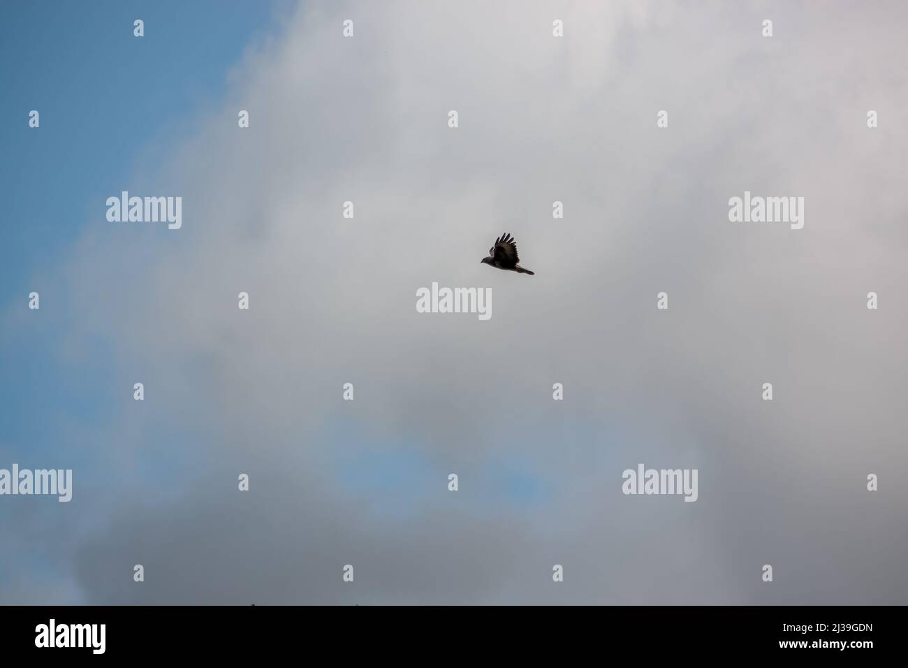 Primo piano di una poiana (Buteo buteo) con ali distese che cavalcano le terme Foto Stock