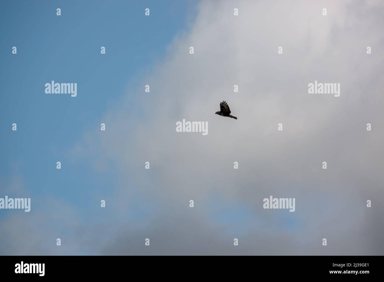 Primo piano di una poiana (Buteo buteo) con ali distese che cavalcano le terme Foto Stock