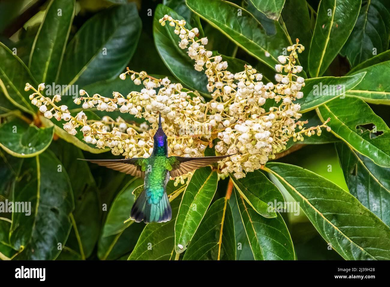 Colibrì con testa viola maschio in volo che alimenta i fiori Foto Stock
