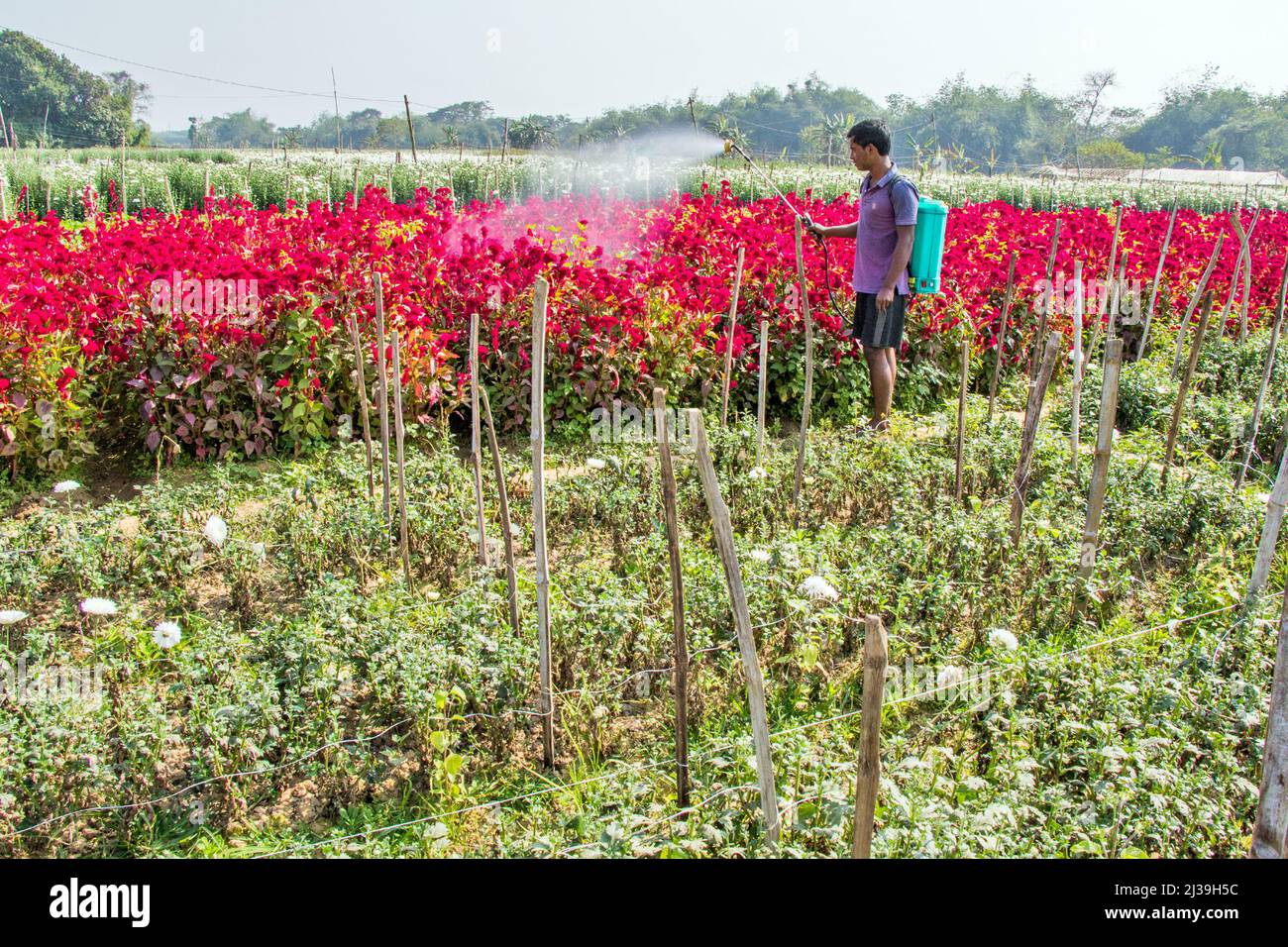 Foto di un campo di fiori a Medinipur. Un coltivatore spruzza insetticidi per proteggere il campo di fiori da insetti. Foto Stock