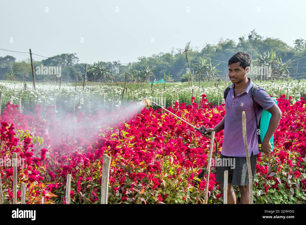 Foto di un campo di fiori a Medinipur. Un coltivatore spruzza insetticidi per proteggere il campo di fiori da insetti. Foto Stock