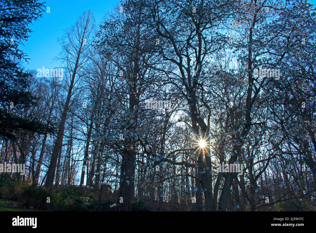 Il sole scoppia attraverso i rami dell'albero di magnolia in primavera, dopo che i fiori di magnolia hanno cominciato ad apparire -04 Foto Stock