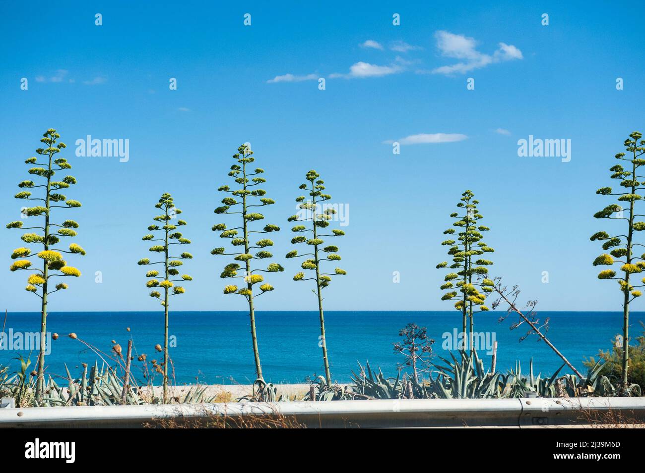 Locride, Italia 03/07/2017: Agave flowers on the Ionian Sea Coast, state Road 106. © Andrea Sabbadini Foto Stock