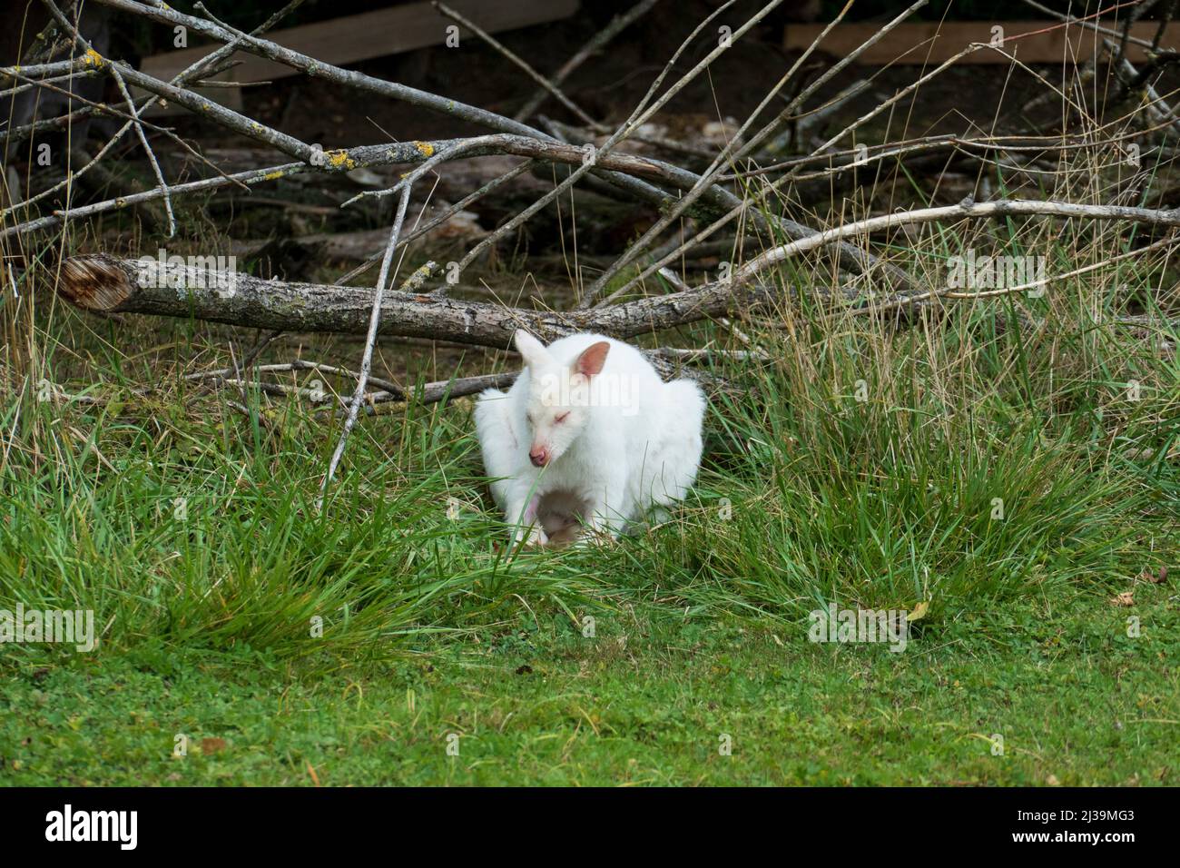 Weißes Albino Känguru liegt versteckt im Gras Foto Stock