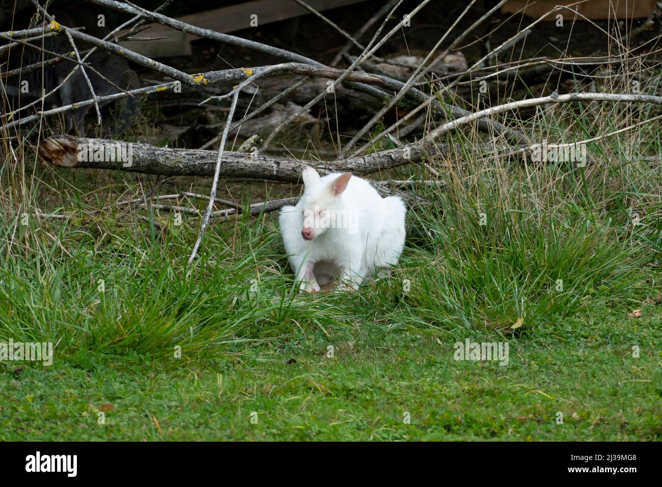 Weißes Albino Känguru liegt versteckt im Gras Foto Stock