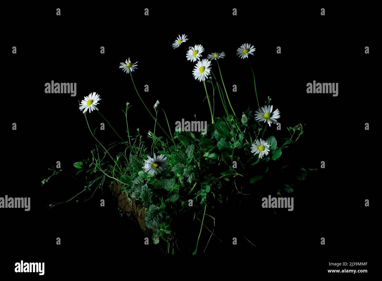 Un grumo di terra con margherite bianche e fiorenti e foglie isolate su sfondo nero Foto Stock