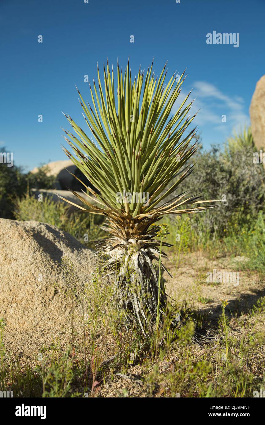 Un colpo verticale di un Mojave Yucca che cresce nel Joshua Tree National Park, California, USA Foto Stock