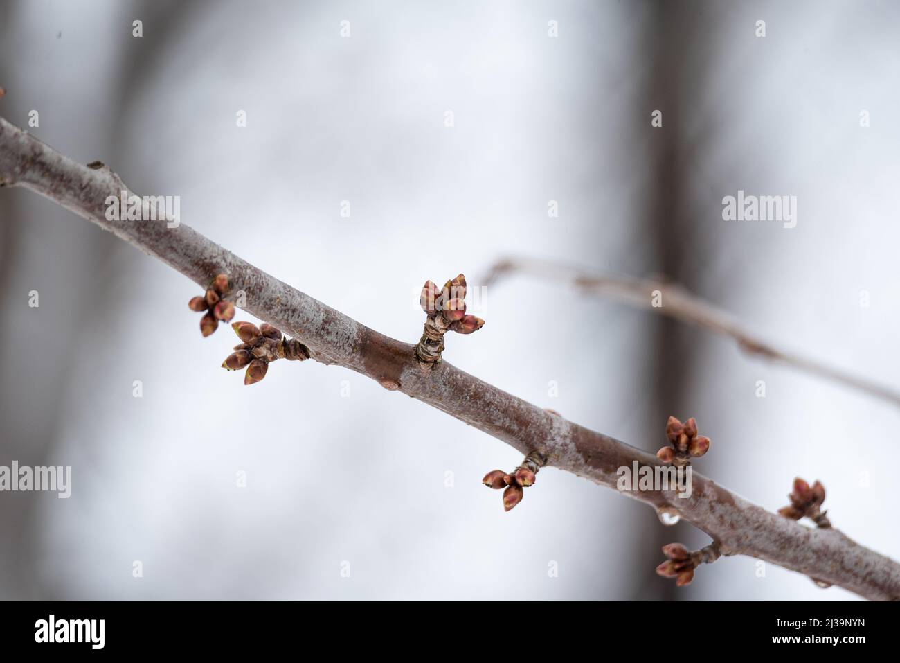 Germogli e neve. Inizio primavera e tempo variabile. Germogli di foglie sull'albero. Foto Stock
