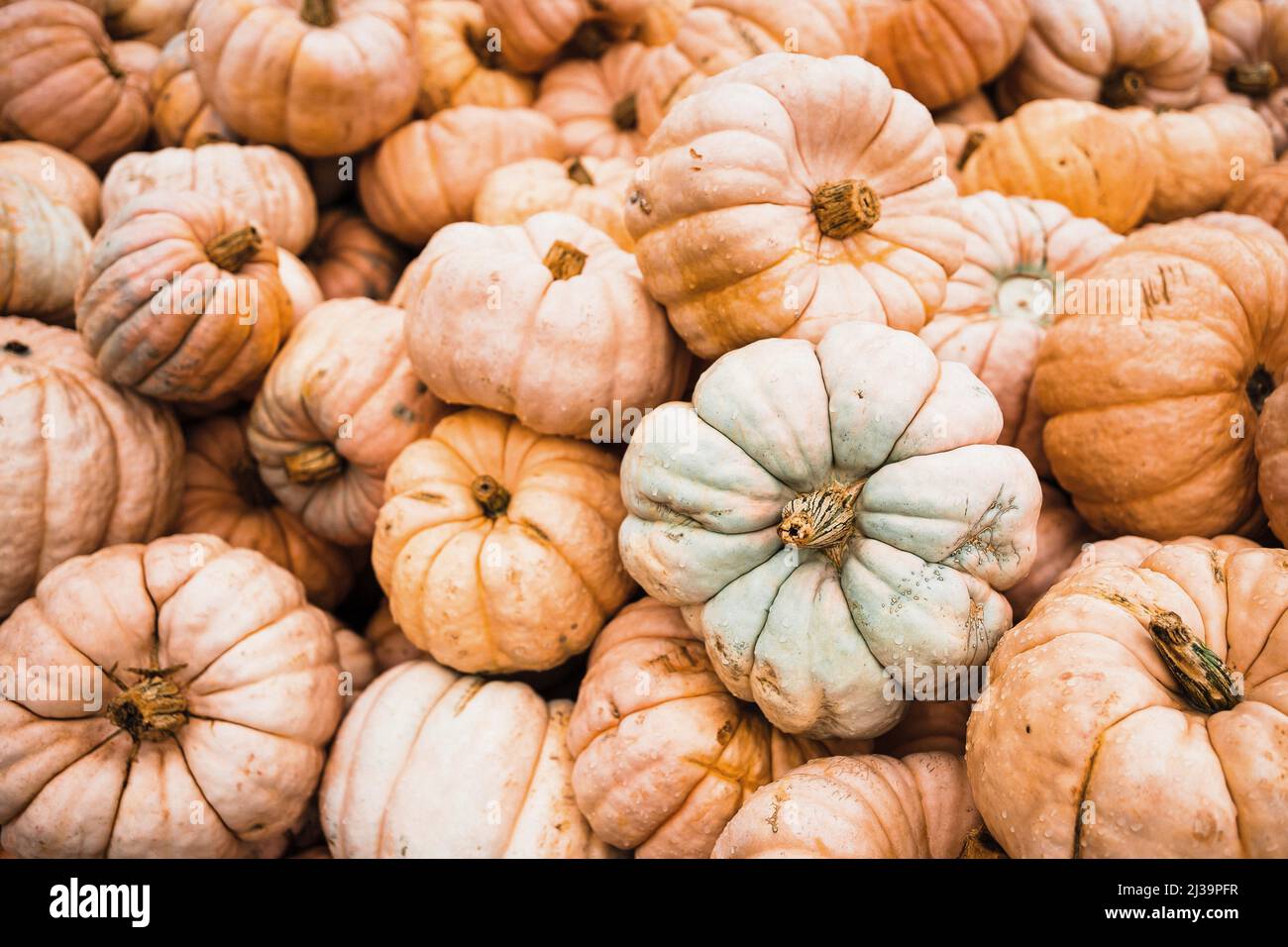 Mucchio di zucche pastello a un cerotto di zucca a Washington Foto Stock