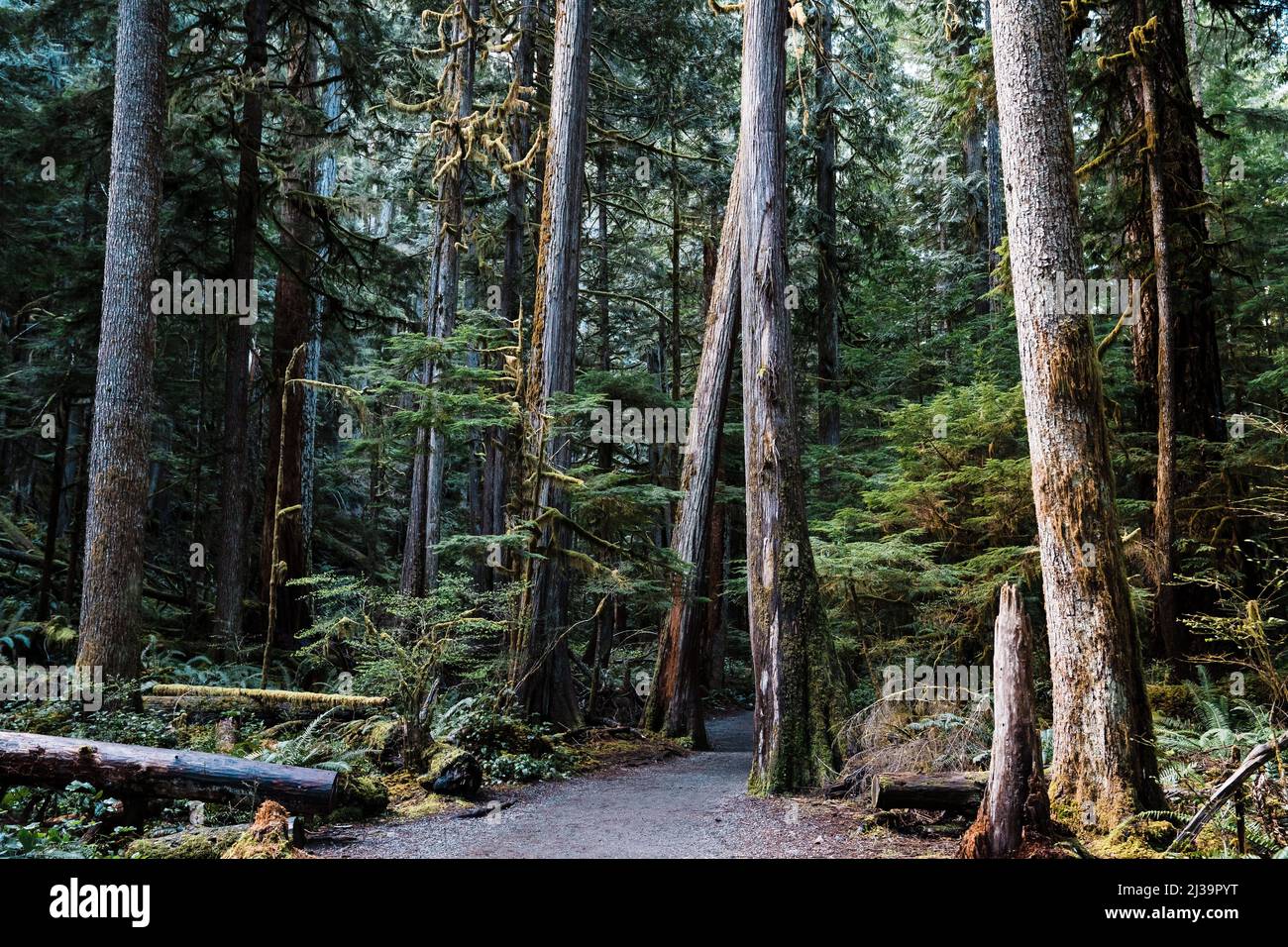 Percorso forestale profondo nell'Olympic National Park nello stato di Washington Foto Stock
