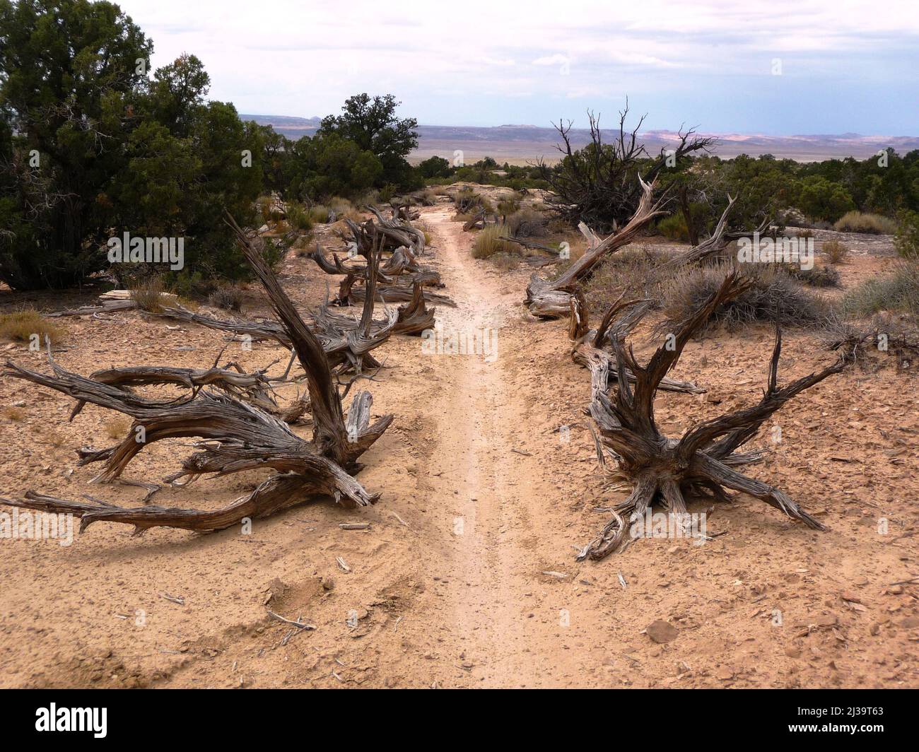 Gli antichi alberi gnarled nel deserto Foto Stock