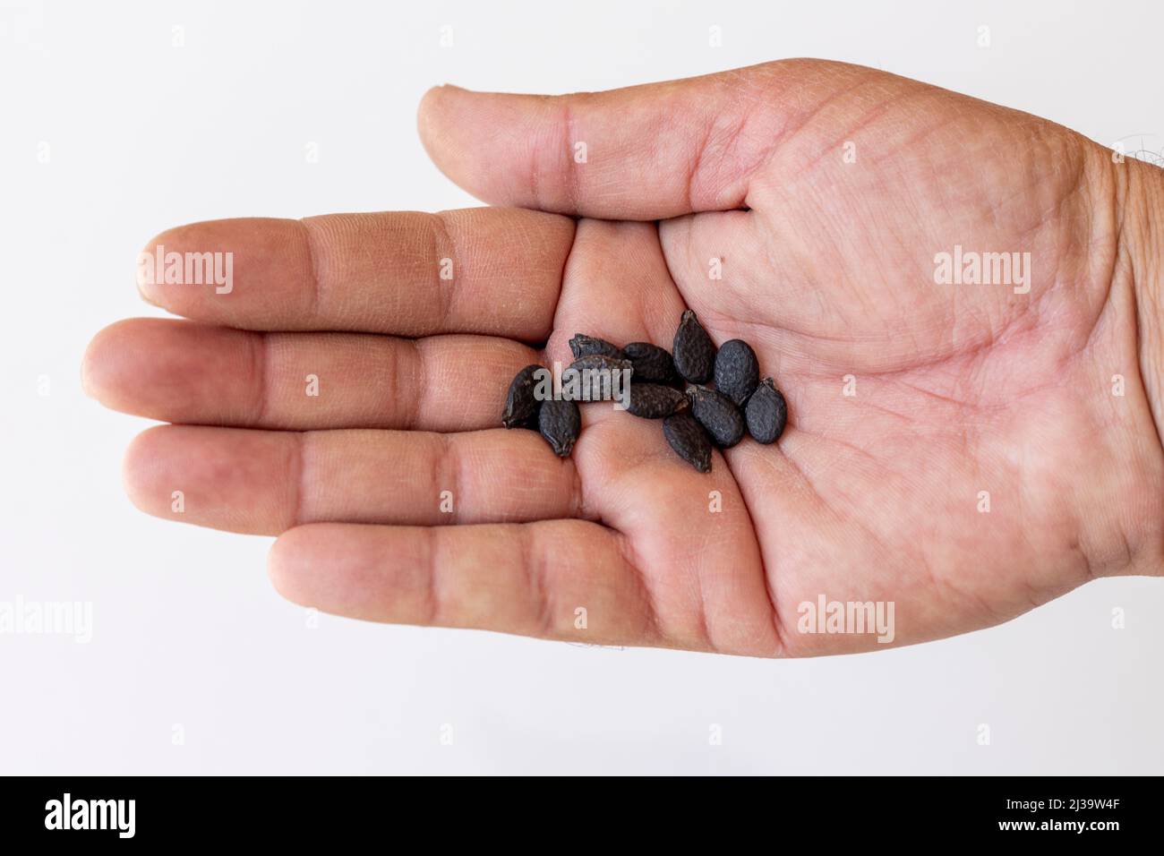 Loofah o semi di luffa vegetali che tengono in mano Foto Stock