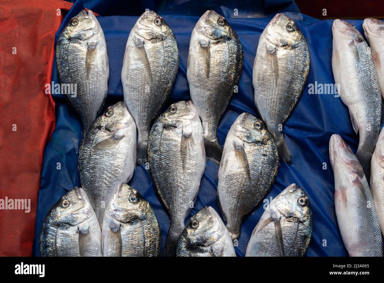 Orata con testa dorata in mostra al mercato del pesce. Foto Stock