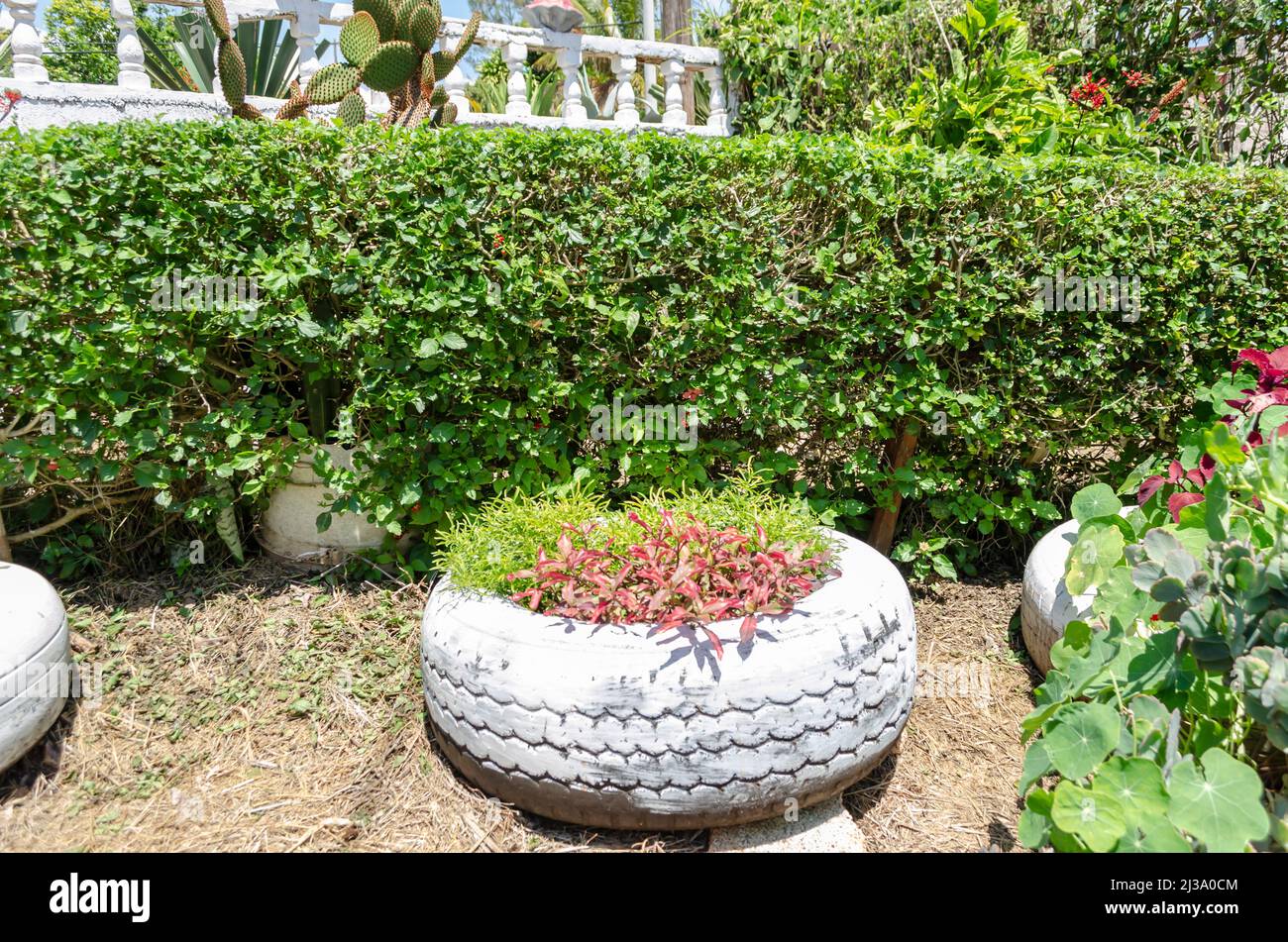 Verde arbusto hedging Foto Stock