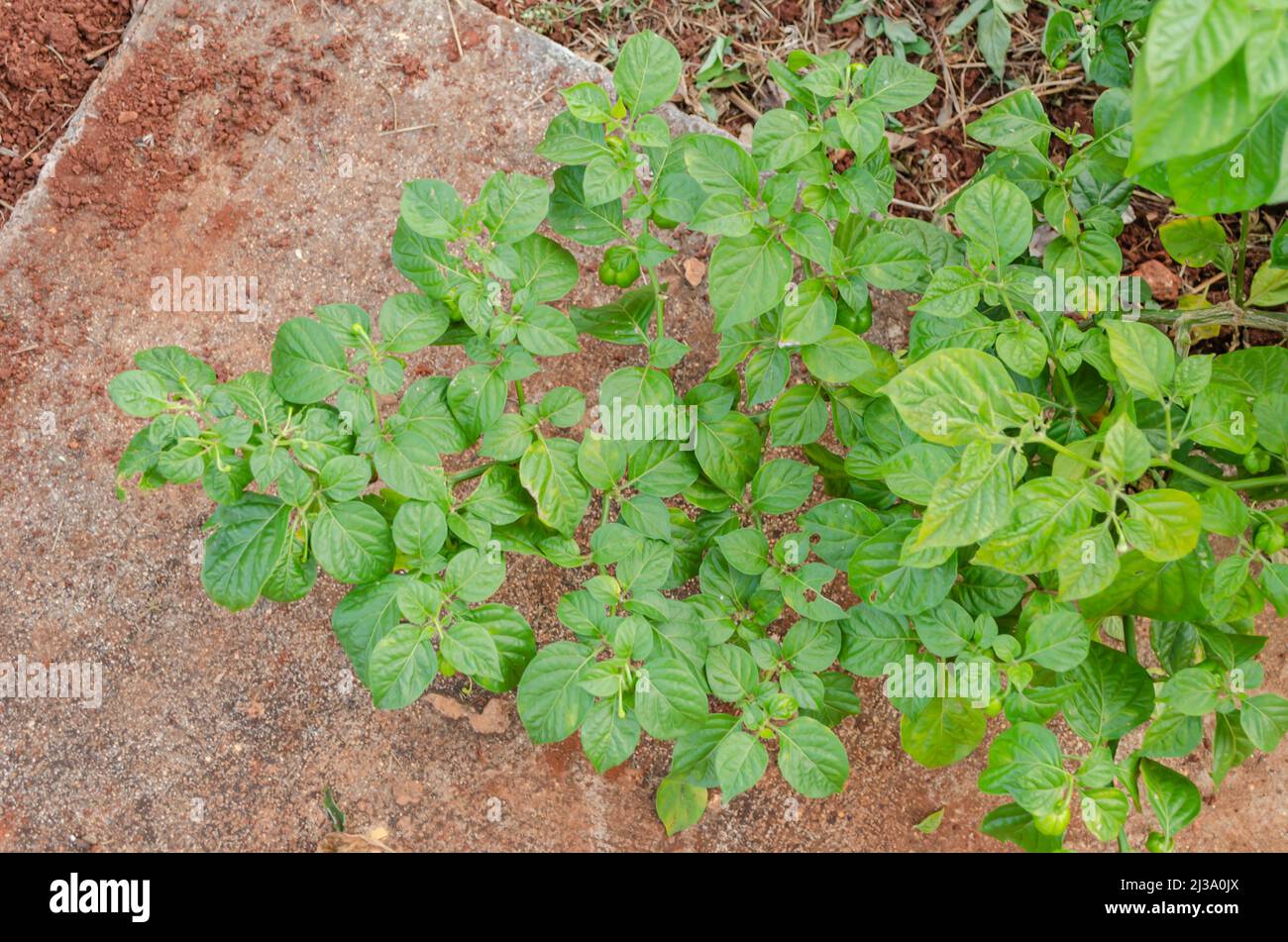 Ramo di Scotch Bonnet Pepper Foto Stock