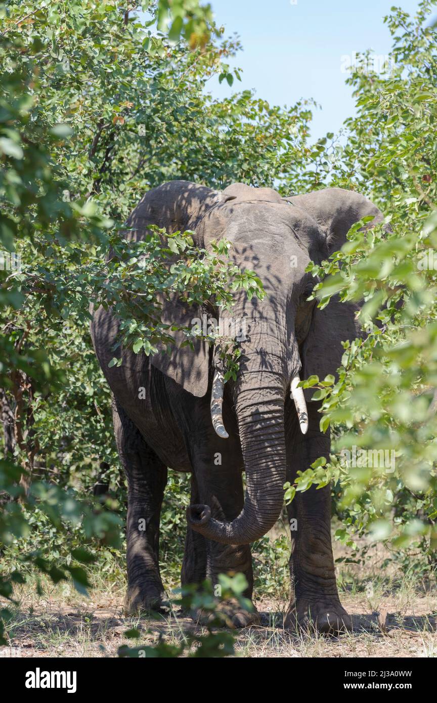 Un grande elefante africano con zanne, che sbirciava attraverso il cespuglio alla macchina fotografica. Parco Nazionale di Kruger, Sudafrica. Foto Stock