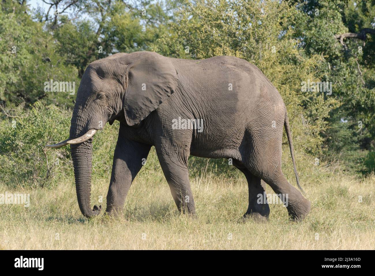 Un grande elefante africano con zanne, in movimento nel Parco Nazionale di Kruger, Sudafrica Foto Stock