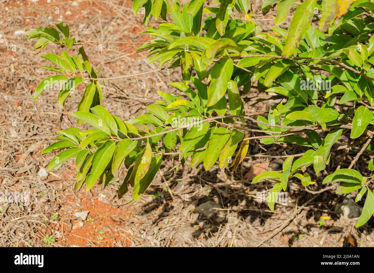 Rami dell'albero di Sweetsop Foto Stock