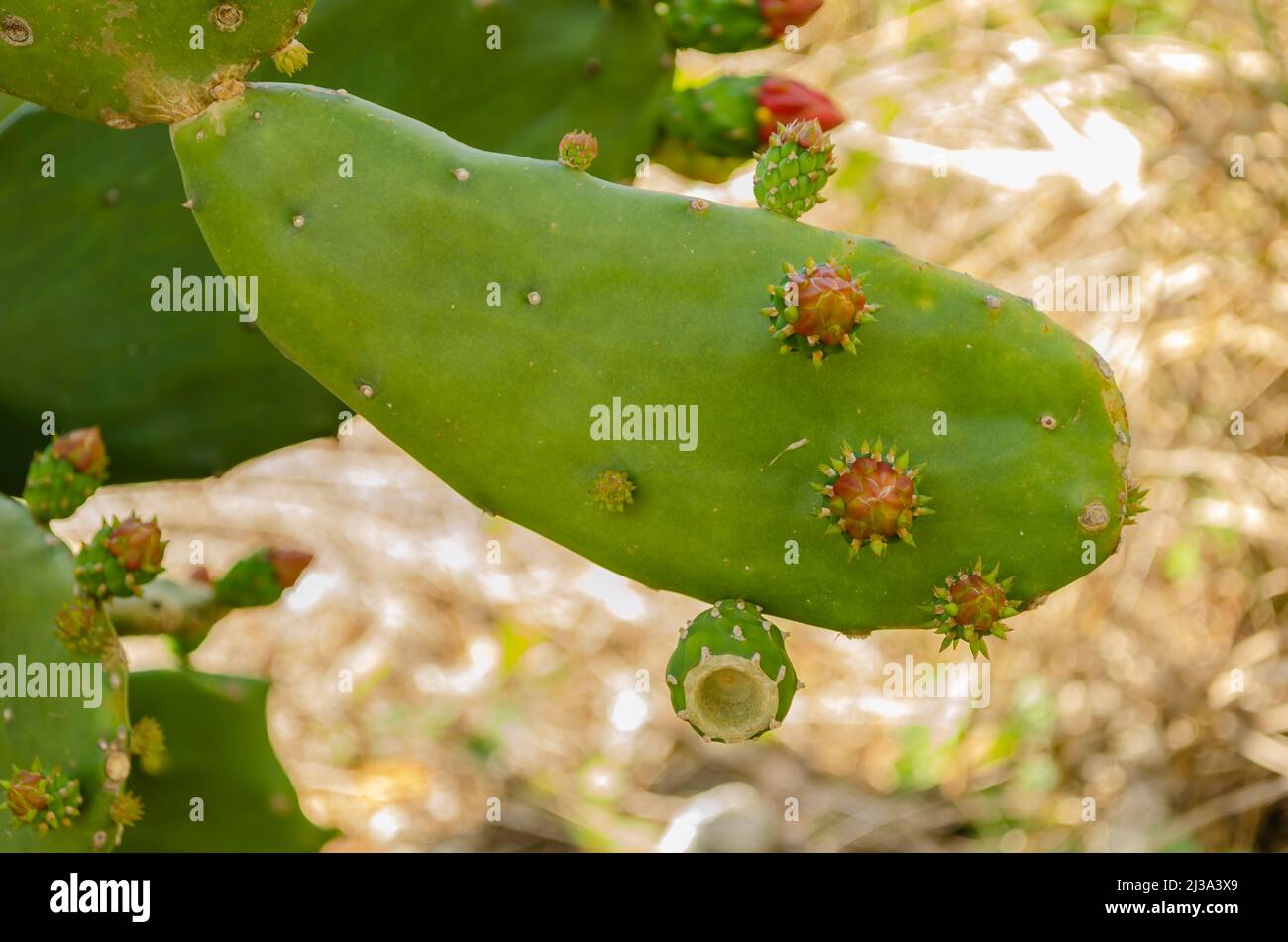 Foglia di Cactus con fiori Foto Stock