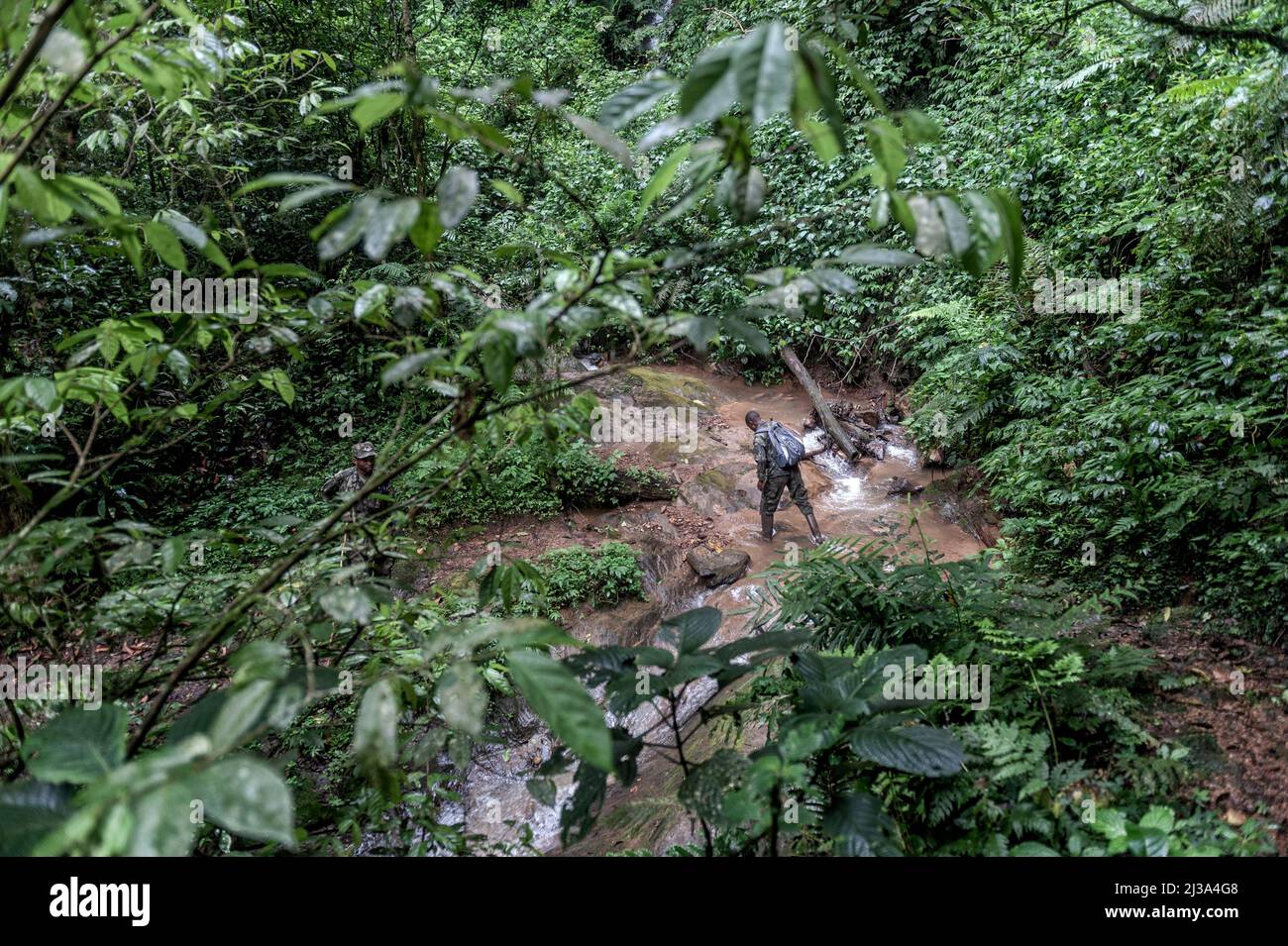 Parco Nazionale dei vulcani, Ruanda. 10th Jan 2020. Un ranger attraversa il letto di un ruscello quasi secco, passando su pietre scivolose attraverso fango e muschio. Ogni giorno, i tracker si assicurano che il percorso, l'unico accesso per i turisti a visitare gorilla, è chiaro e sicuro. Seguono i primati per tutto il giorno, controllano le varie famiglie, contattano le guide per comunicare la loro posizione nel Parco. Rischiano anche la vita per tenere lontani i bracconieri. (Credit Image: © Vito Finocchiaro/ZUMA Press Wire) Foto Stock