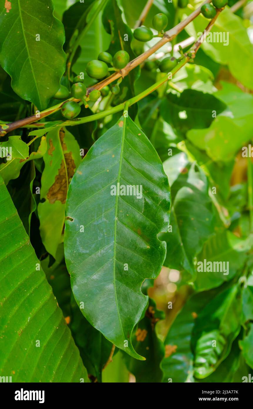 Coffea arabica Lour Leaf and Beans Foto Stock